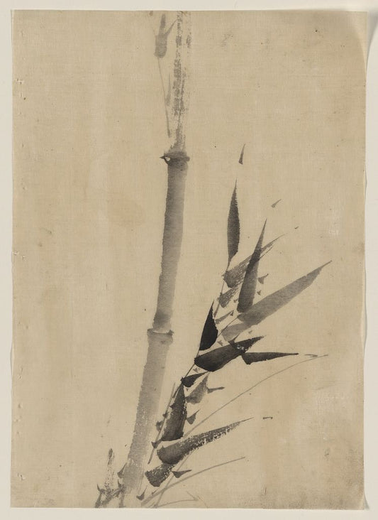 A picture of Bamboo