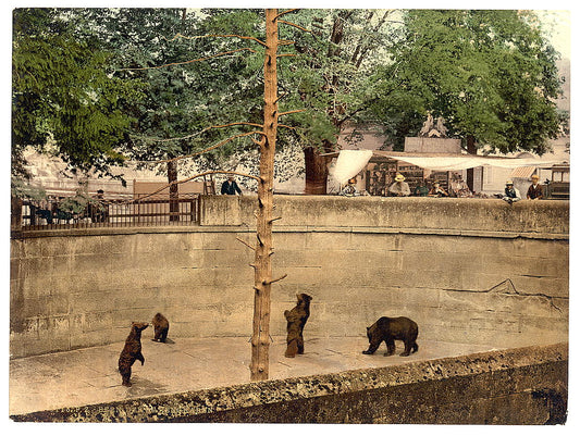 A picture of Bear pit, Berne, Switzerland