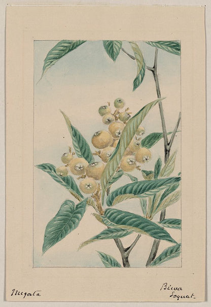A picture of Biwa loquat
