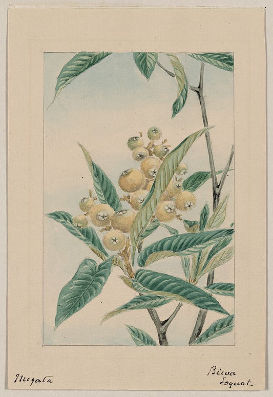 A picture of Biwa loquat