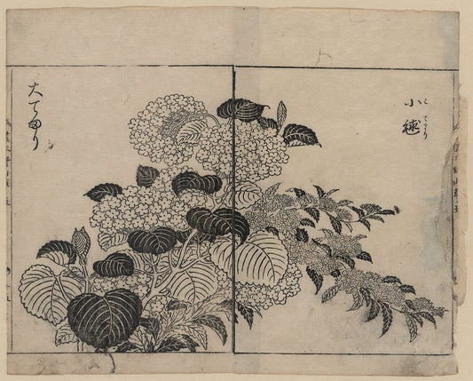A picture of Blossoms from two kinds of hydrangea
