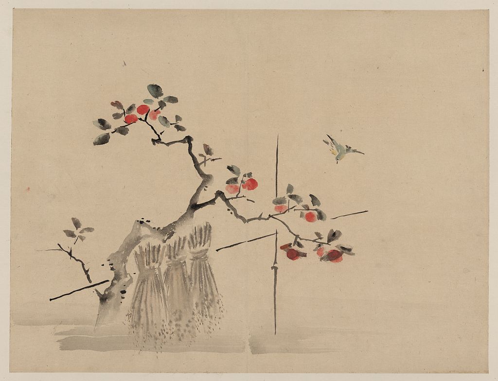 A picture of Blue bird about to land on a branch of a fruit tree