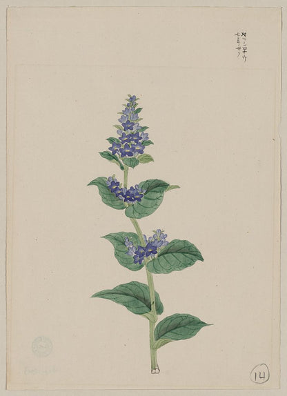 A picture of Blue blossoms on stalk with leaves