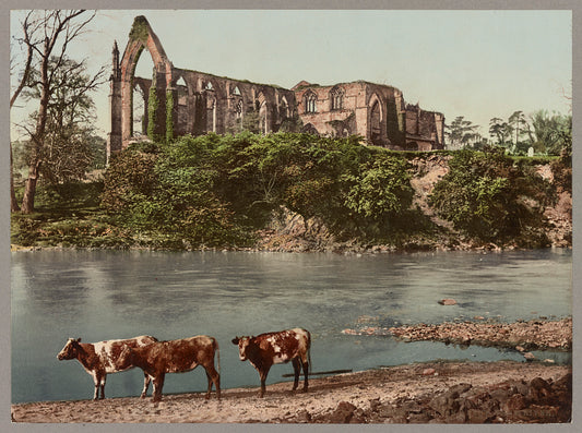 A picture of Bolton Abbey. From River
