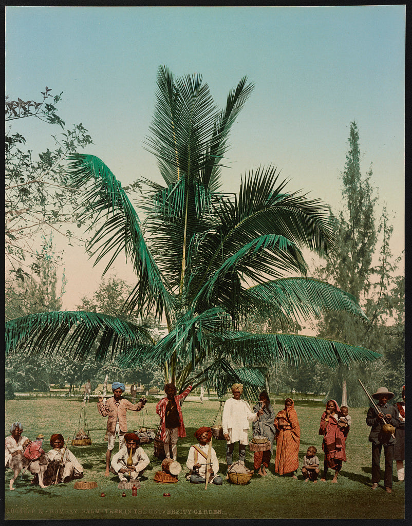 A picture of Bombay. Palm-tree in the university garden