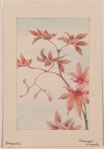 A picture of Branch of a maple tree with leaves and seeds