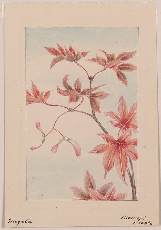 A picture of Branch of a maple tree with leaves and seeds