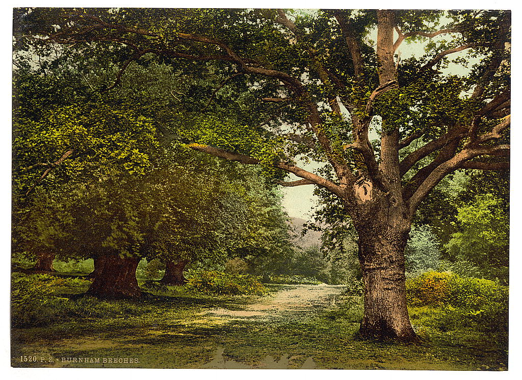 A picture of Burnham Beeches, London and suburbs, England