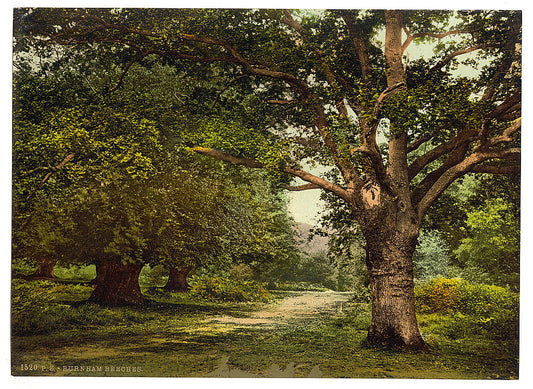 A picture of Burnham Beeches, London and suburbs, England