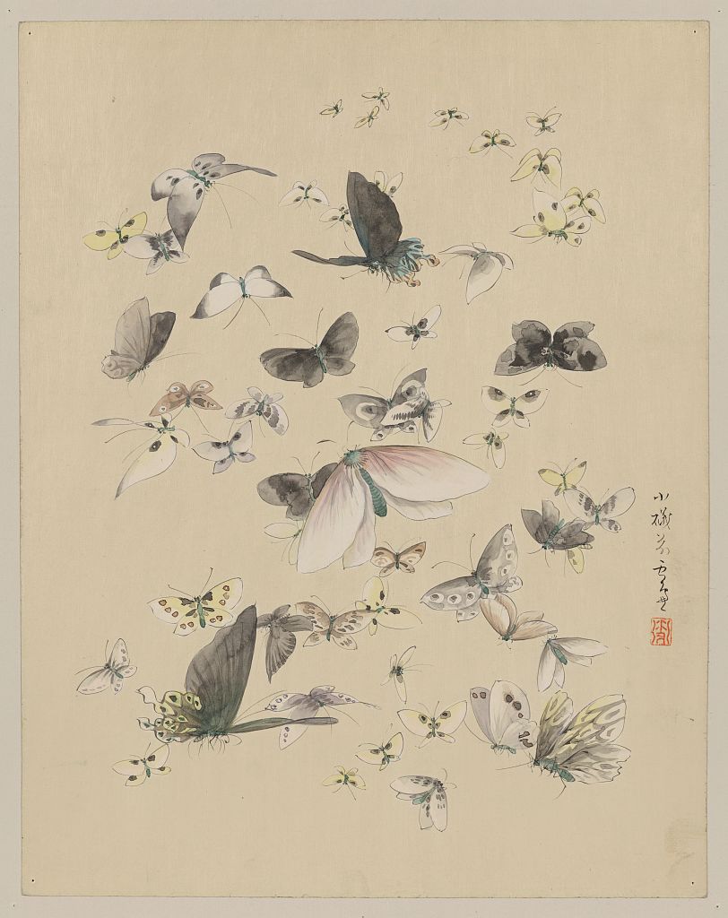 A picture of Butterflies and moths