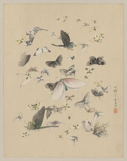 A picture of Butterflies and moths
