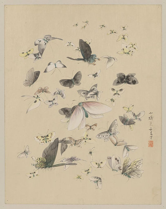 A picture of Butterflies and moths