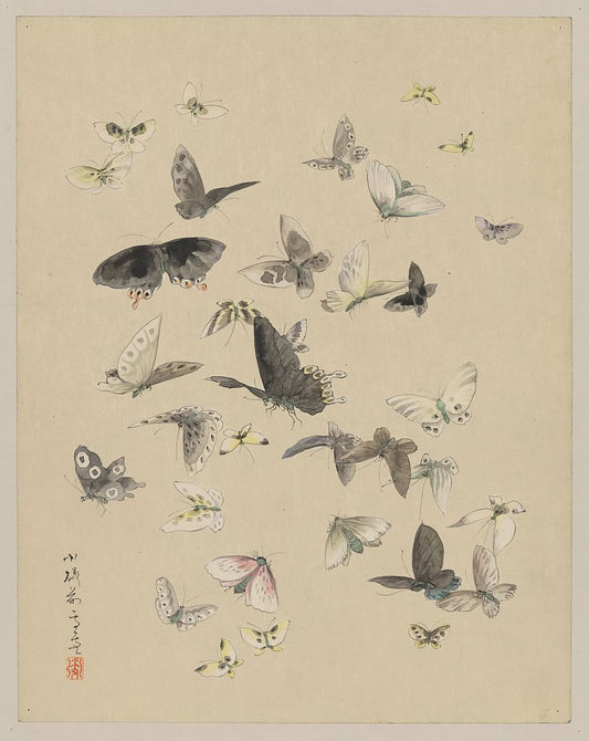 A picture of Butterflies and moths