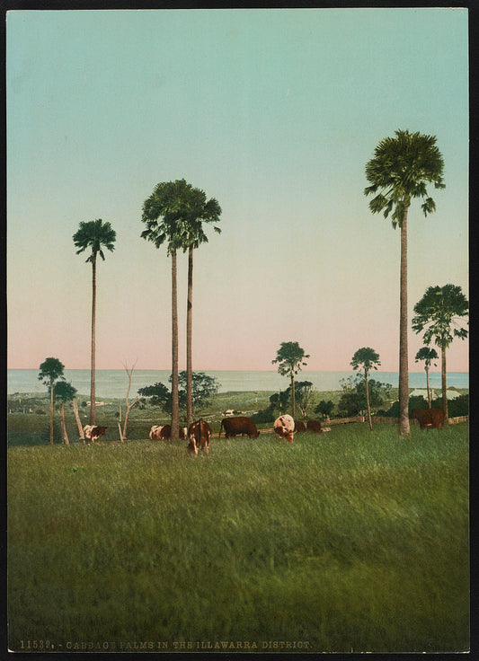 A picture of Cabbage palms in the Illawarra District