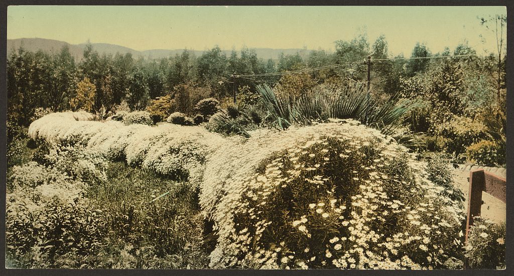 A picture of California. Border of Margharitas, Pasadena