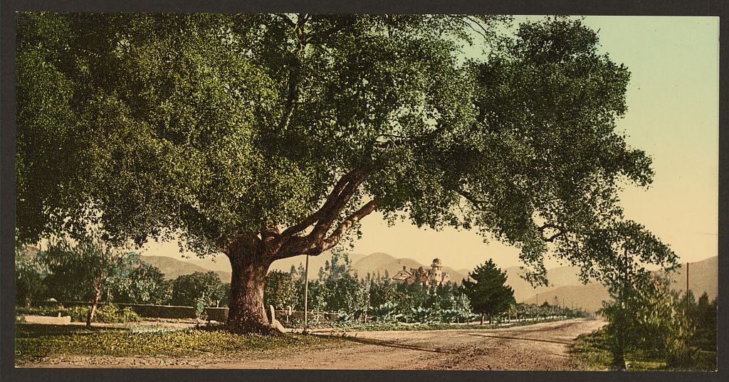 A picture of California. Orange Grove Avenue, Pasadena