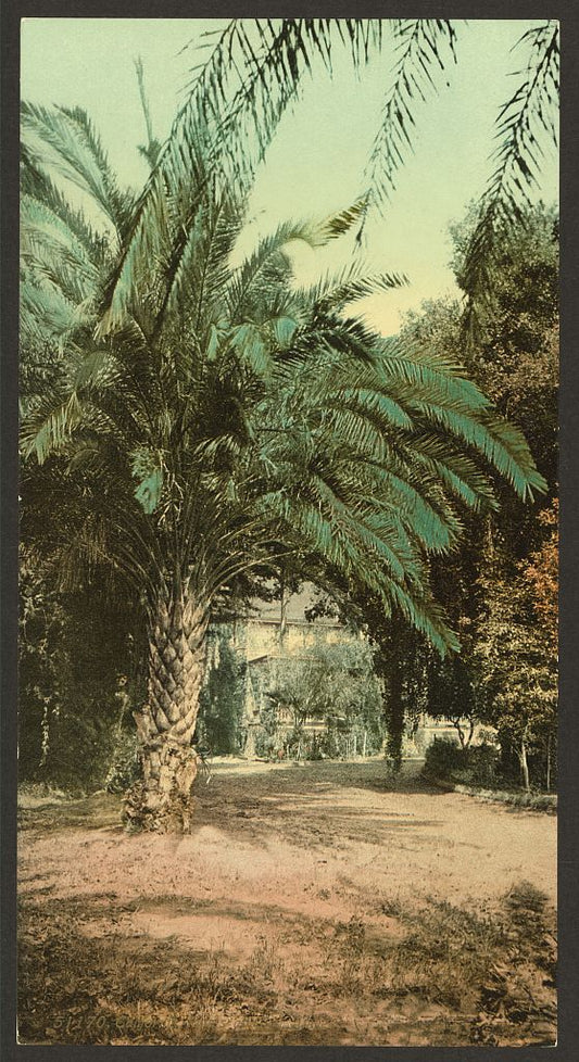 A picture of California. Palms at Glen Annie