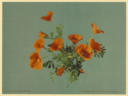 A picture of California poppies