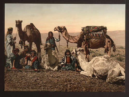 A picture of Camels halting in the desert, Holy Land