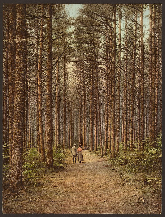A picture of Cathedral Woods, Intervale, White Mountains