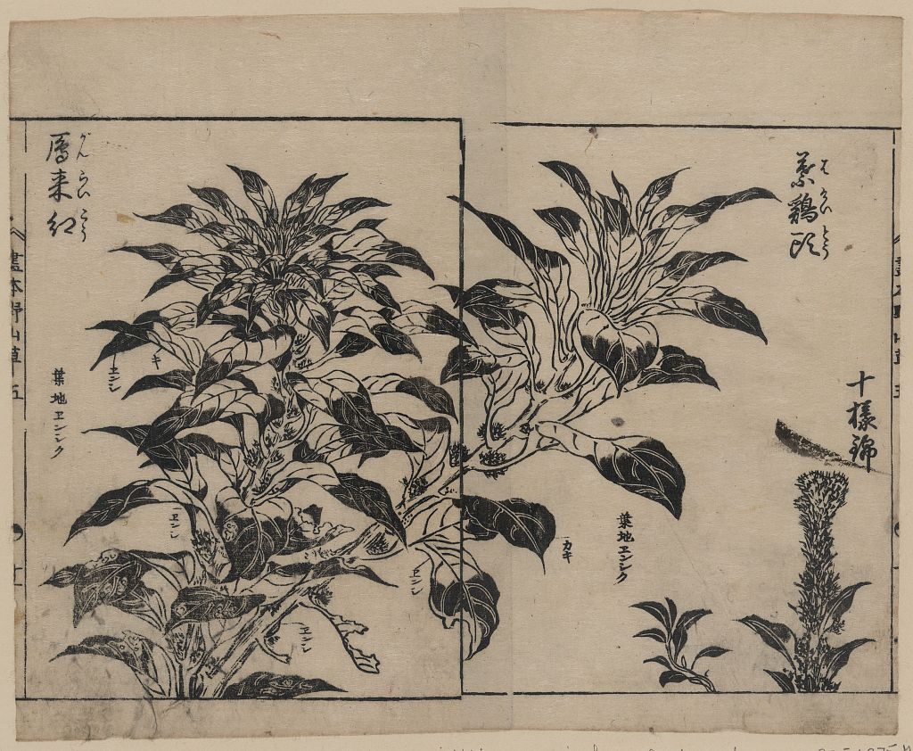 A picture of Cockscomb and two kinds of amarantha