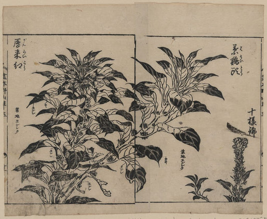 A picture of Cockscomb and two kinds of amarantha