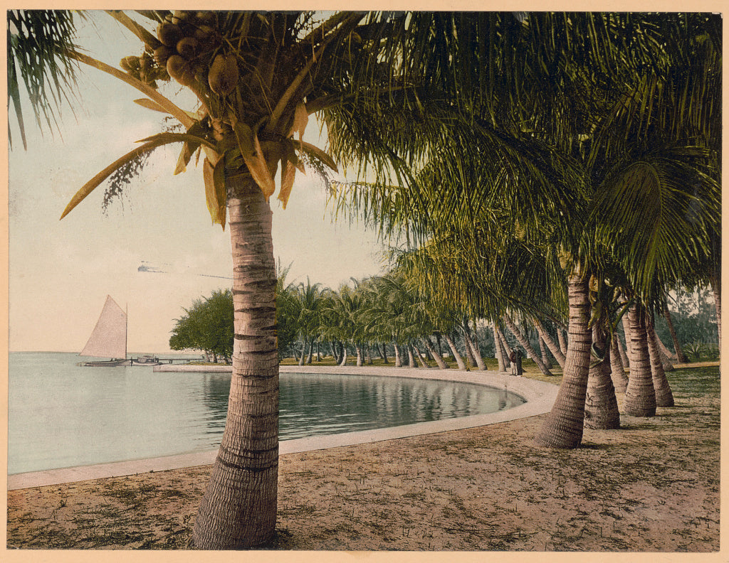 A picture of Cocoanut palms, Lake Worth, Florida