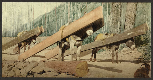 A picture of Colorado. A lumber pack