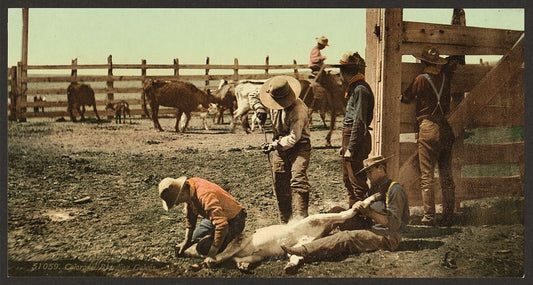 A picture of Colorado. Branding calves