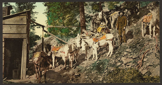 A picture of Colorado. Burros at silver mine
