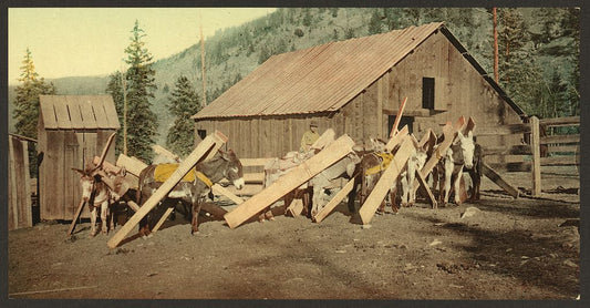 A picture of Colorado. Burros loaded with lumber