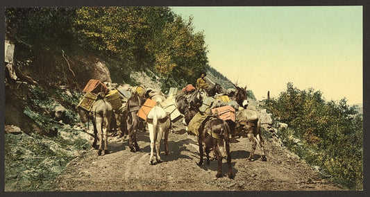 A picture of Colorado. Pack train on mountain road