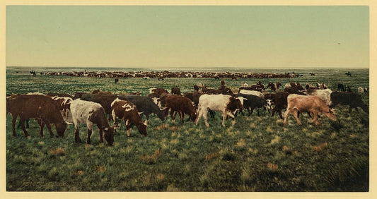 A picture of Colorado. "Round up," bunching the herd