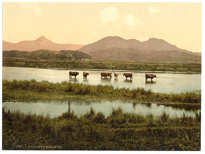A picture of Cynicht and Moelwyn (cattle study), Wales