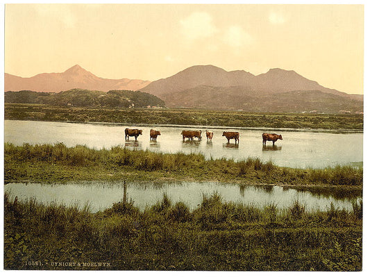 A picture of Cynicht and Moelwyn (cattle study), Wales