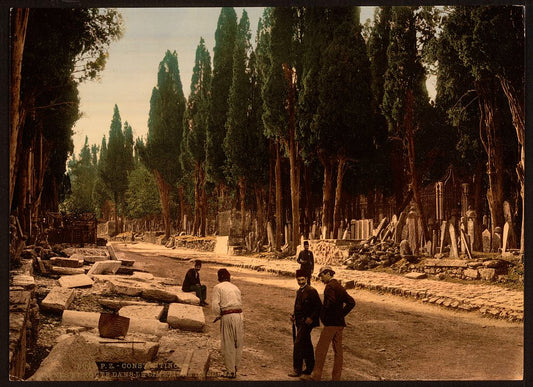 A picture of Cypresses and road leading to the cemetery, Scutari, Constantinople, Turkey