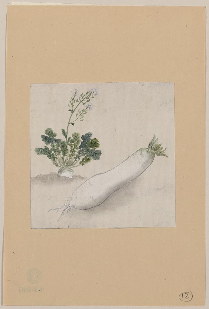 A picture of Daikon radish with plant growing in the background