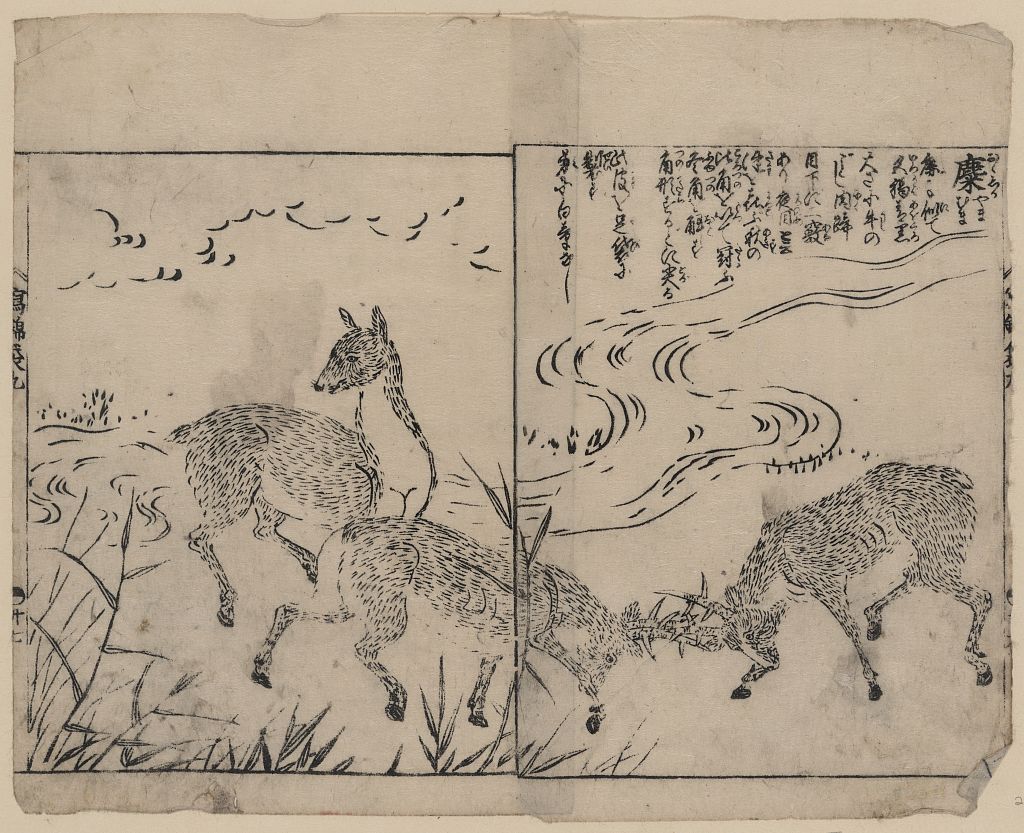 A picture of Deer, two bucks fighting, next to a stream