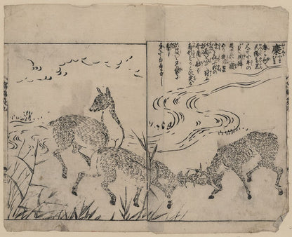 A picture of Deer, two bucks fighting, next to a stream
