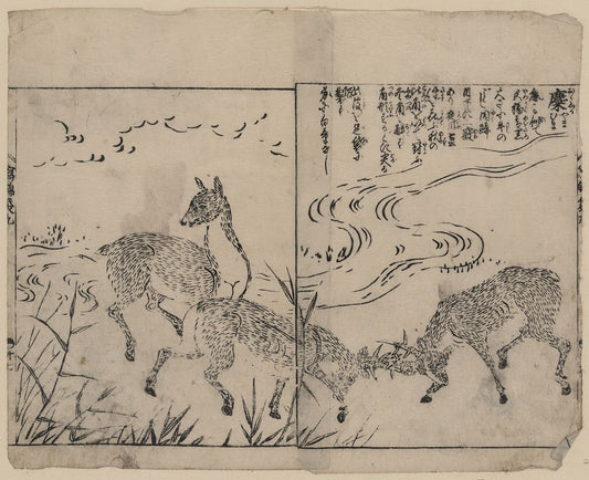 A picture of Deer, two bucks fighting, next to a stream