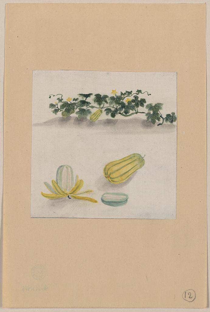 A picture of Delicata squash with plant vines growing in the background