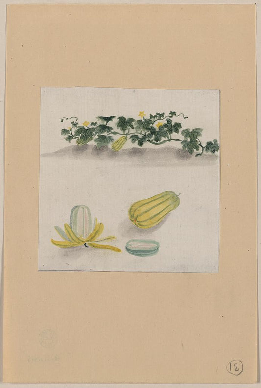 A picture of Delicata squash with plant vines growing in the background