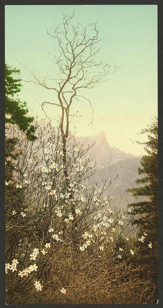 A picture of Dogwood blossoms