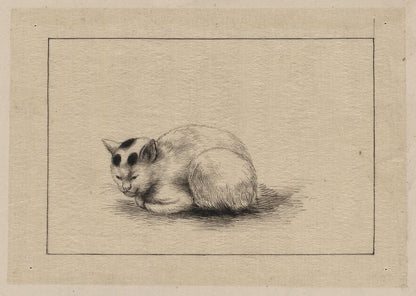 A picture of Domestic cat