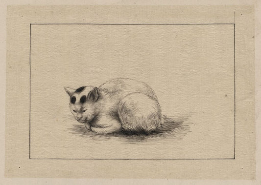 A picture of Domestic cat