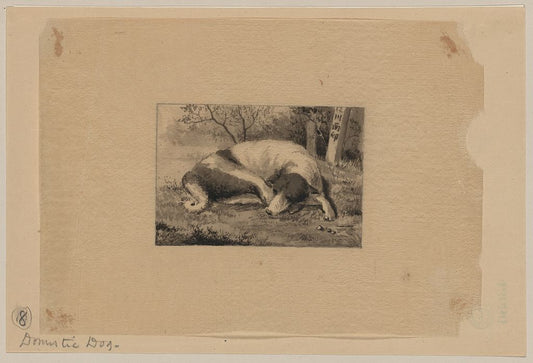 A picture of Domestic dog