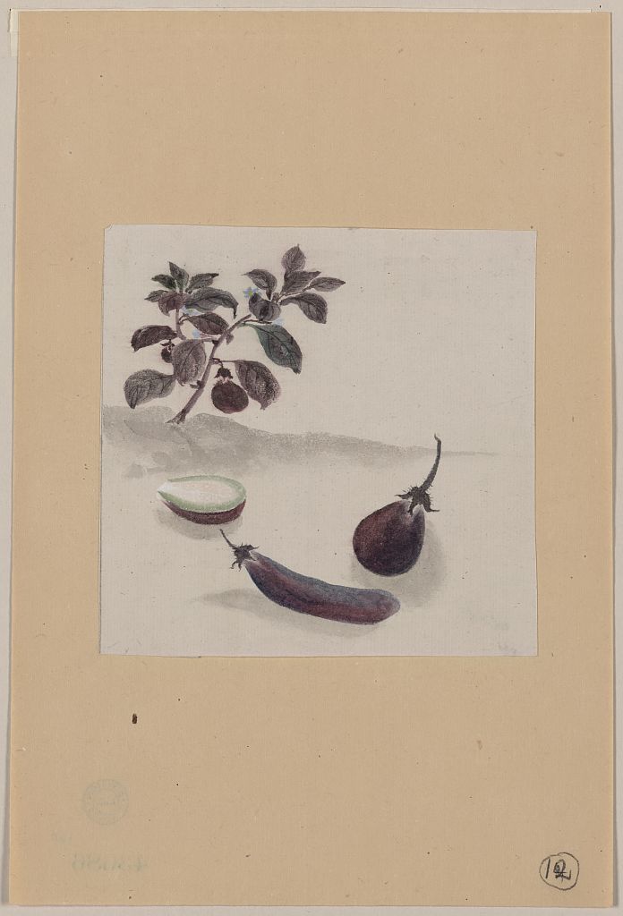 A picture of Eggplants with plant growing in the background