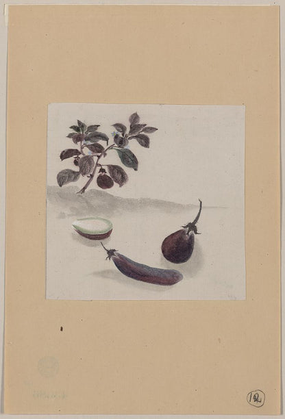 A picture of Eggplants with plant growing in the background