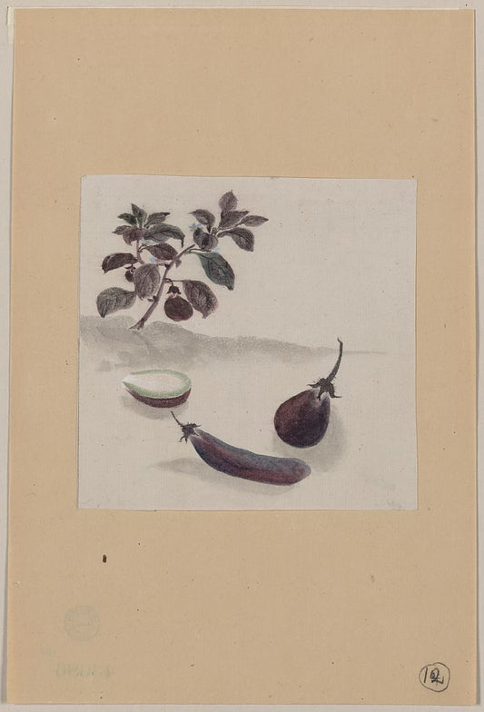 A picture of Eggplants with plant growing in the background