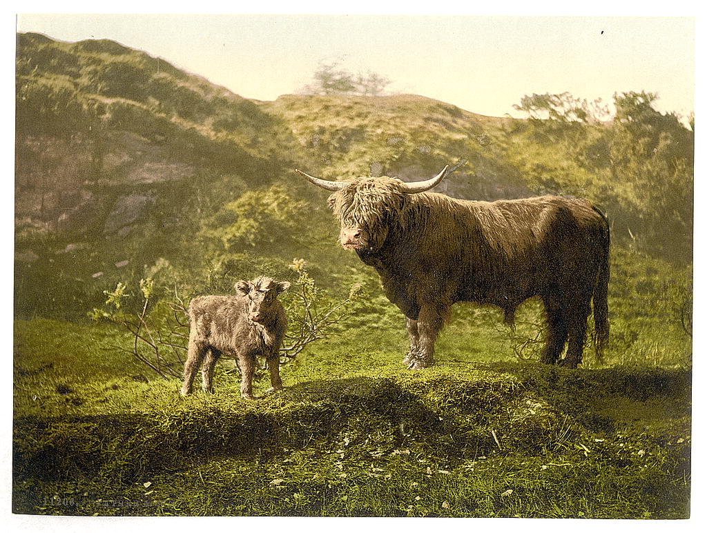 A picture of Father and son (highland cattle)